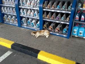 Potepuški pes na oddihu