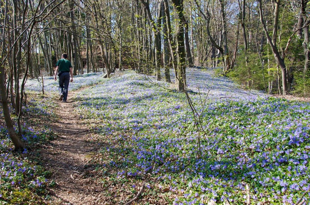 Nasad zimzelena pod Framskim gradom