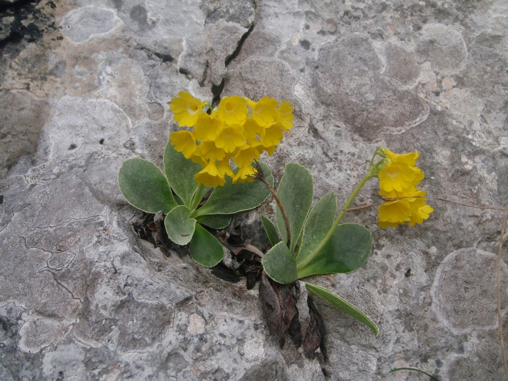 Čisto pravi zaklad!