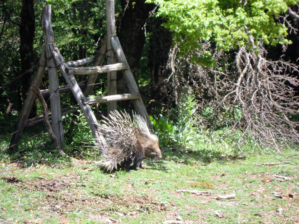 3. Ježevec v Parco dei Nebrodi