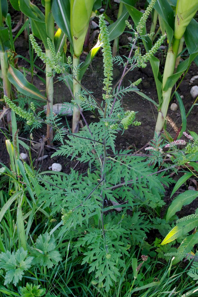 Pelinolistna žvrklja (Ambrosia artemisiifolia) ali ambrozija