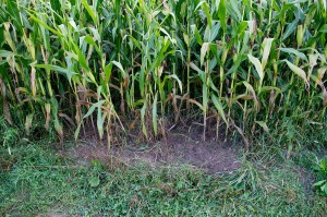 ... od katere je ostal golosek.