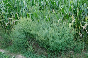 Žvrkljasta džungla...