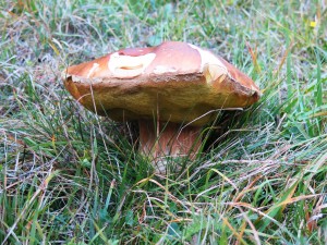 IMG_4631