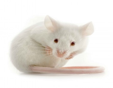 Souris blanche sur fond blanc