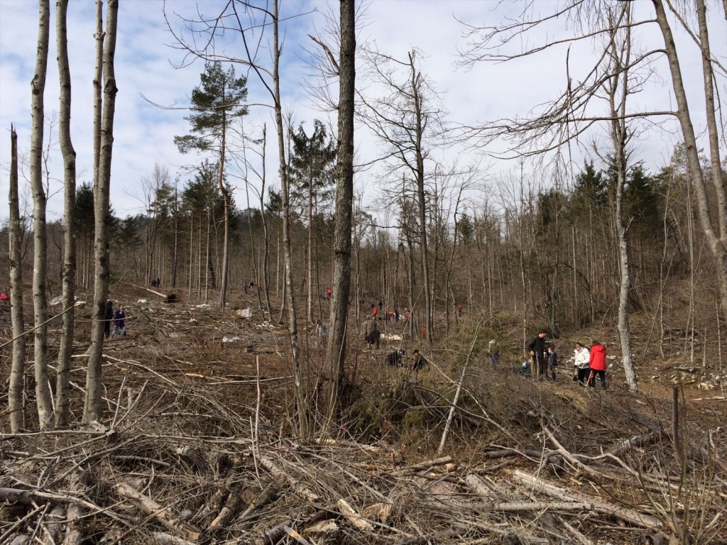 Geolovci so s CITO dogodkom sodelovali tudi v akciji pogozdovanja.