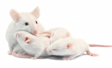 white-mouse-with-3-pups