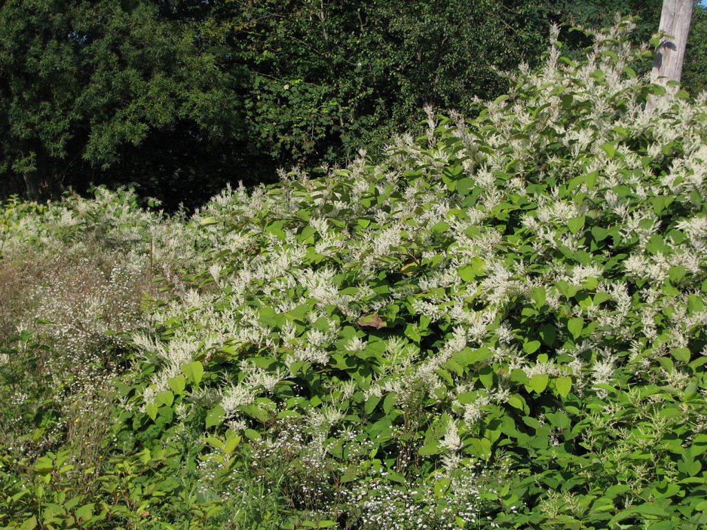 Cvetoči sestoj češkega dresnika fotografiran septembra.