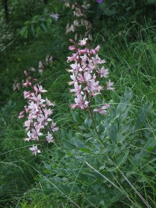 Dictamnus_albus_Smarnogorska-Grmada_20100607_018