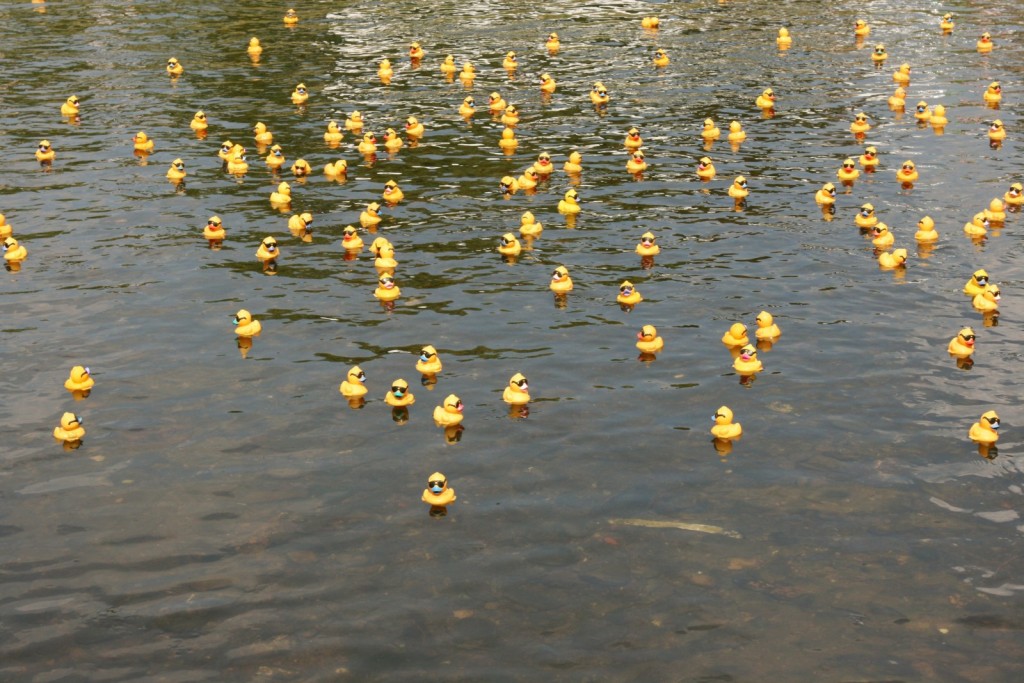 Na Gradaščici bo 20. julija potekala tudi prava dirka plavajočih račk.