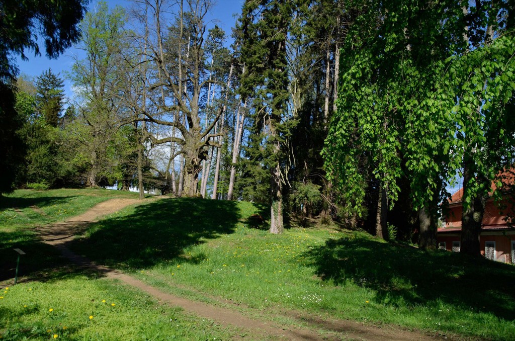 Mogočna drevesa so poleg graščine (in zaklada) največja znamenitost parka.