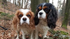 Tudi Elly in Aspen radi iščeta zakladke