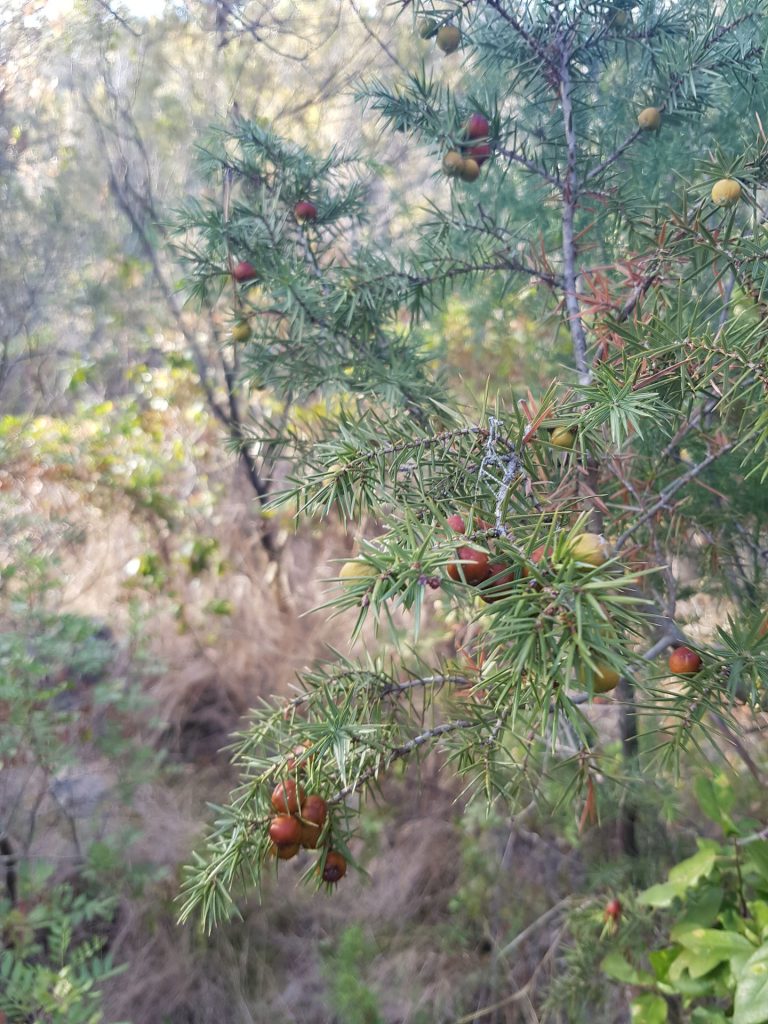 Pika, pika, pika, ., ., ., ...