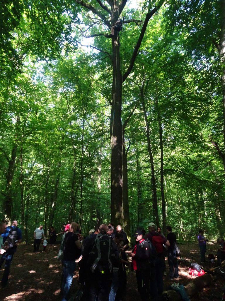 T5 kešek z revežem na vrhu drevesa