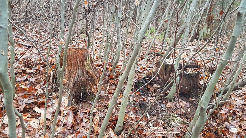 Ali je štor iz spojlerja ali ne?