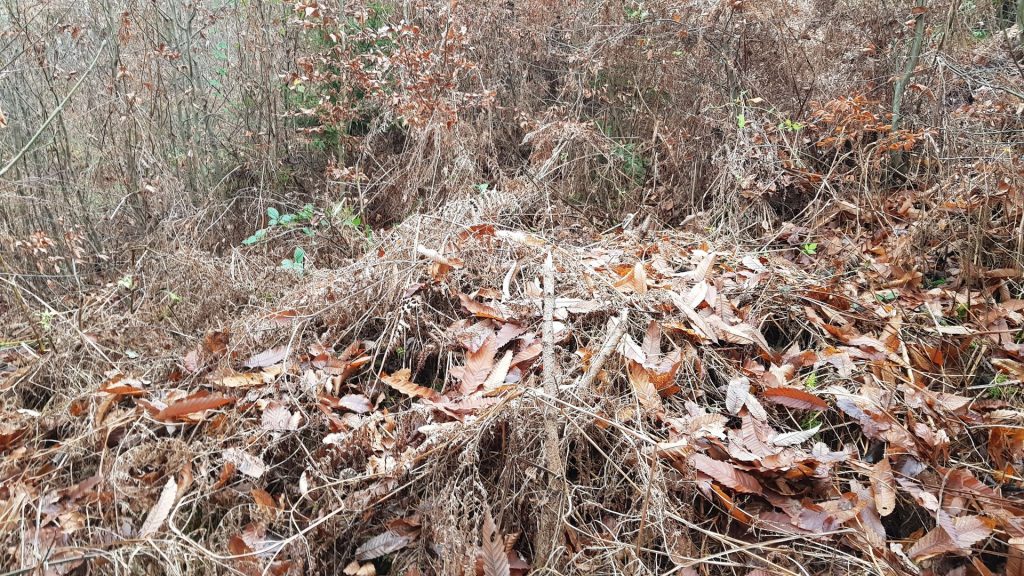 Del kupa z vejami, ki ga je že prerastla podrast