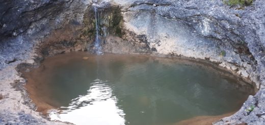 Tolmun